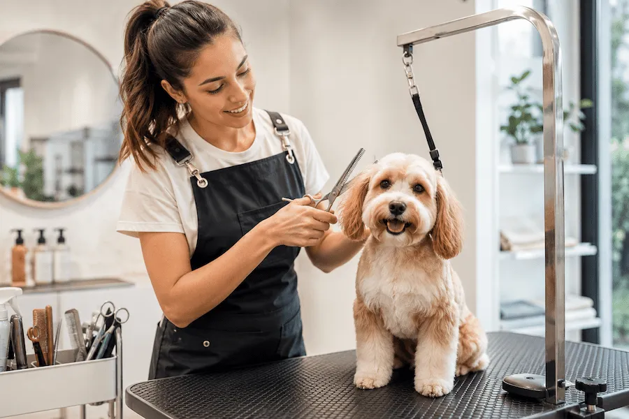 Web para peluquería canina
